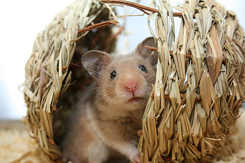 Hamster våd hale Behandling, Symptomer og årsager