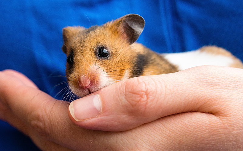 Hamster Wet Tail Treatment, Symptoms and Causes