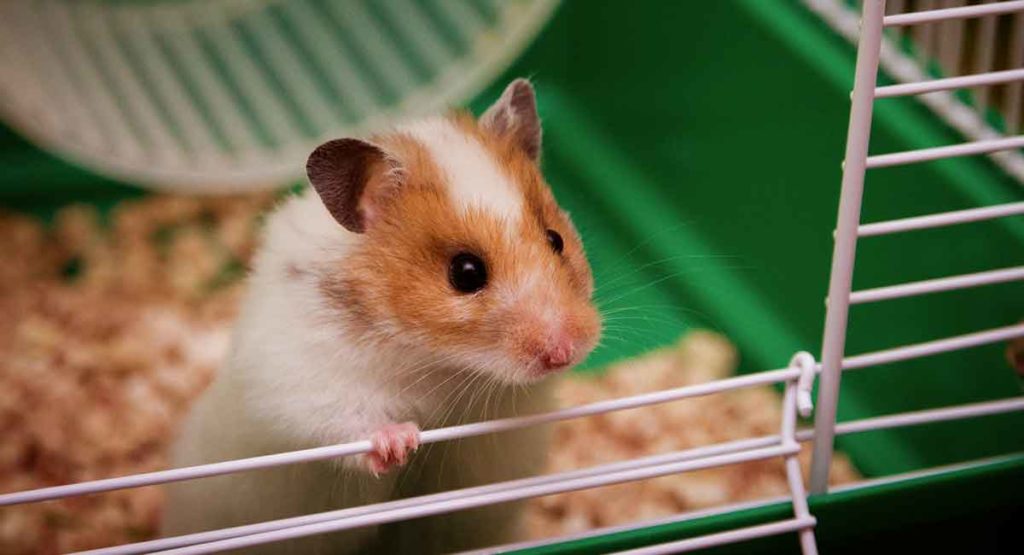 Syrian Hamster Cages Find The Best Syrian Hamster Cage For Your Pet