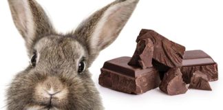 Can Bunnies Eat Chocolate