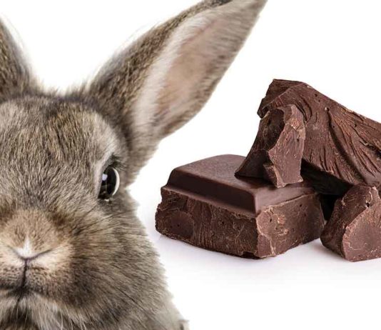 Can Bunnies Eat Chocolate