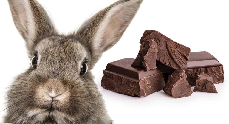 Can Bunnies Eat Chocolate - And What To Do If They Do