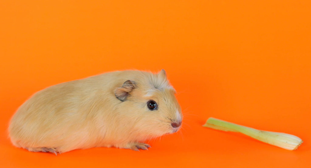 Can Guinea Pigs Eat Celery Safely And In What Quantity