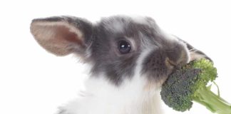 can rabbits eat brocolli