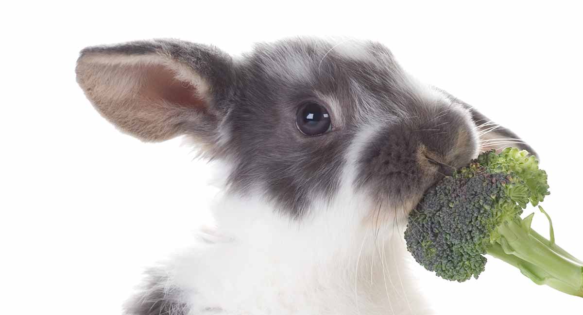 Can Rabbits Eat Broccoli, and How Much Is Good For Them?