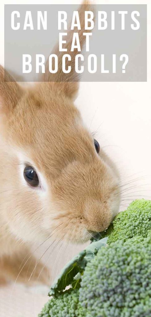 Can Rabbits Eat Broccoli Safely and How Much Is Good For Them?