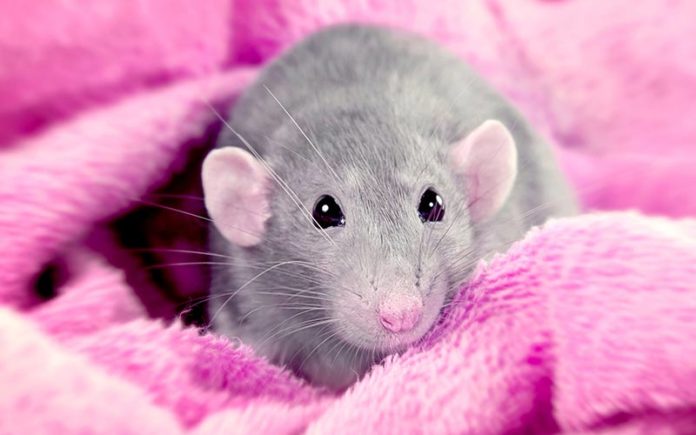 What Is The Best Bedding For Rats