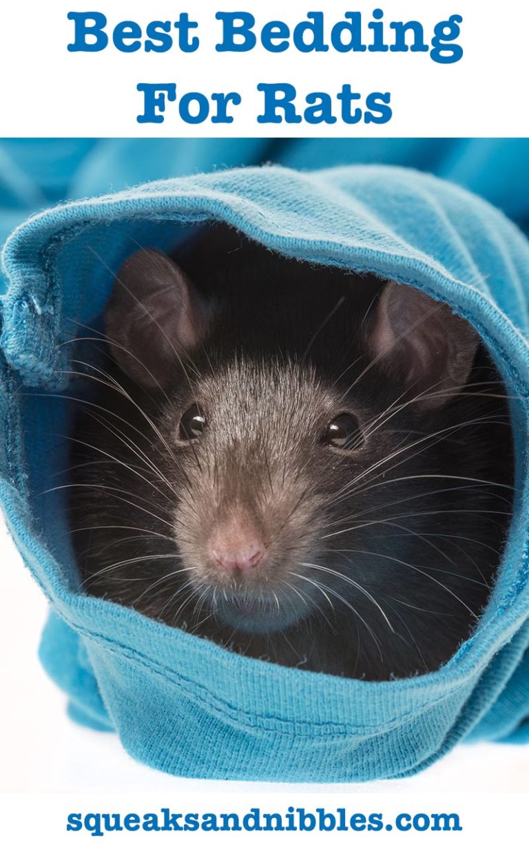 Best Bedding For Rats From Great Options To Unsafe Options