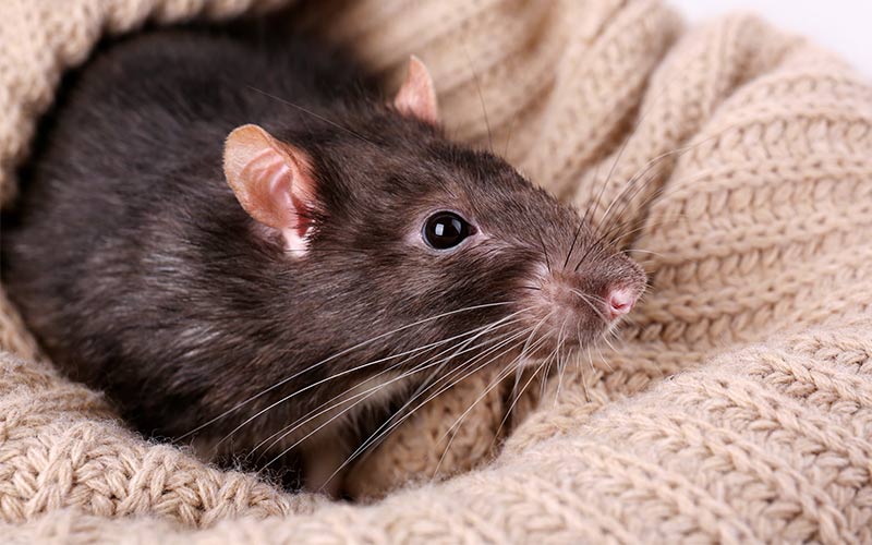 best bedding for rats