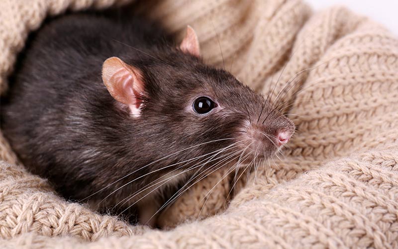 best bedding for rats smell