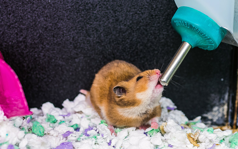 diy guinea pig water bottle holder