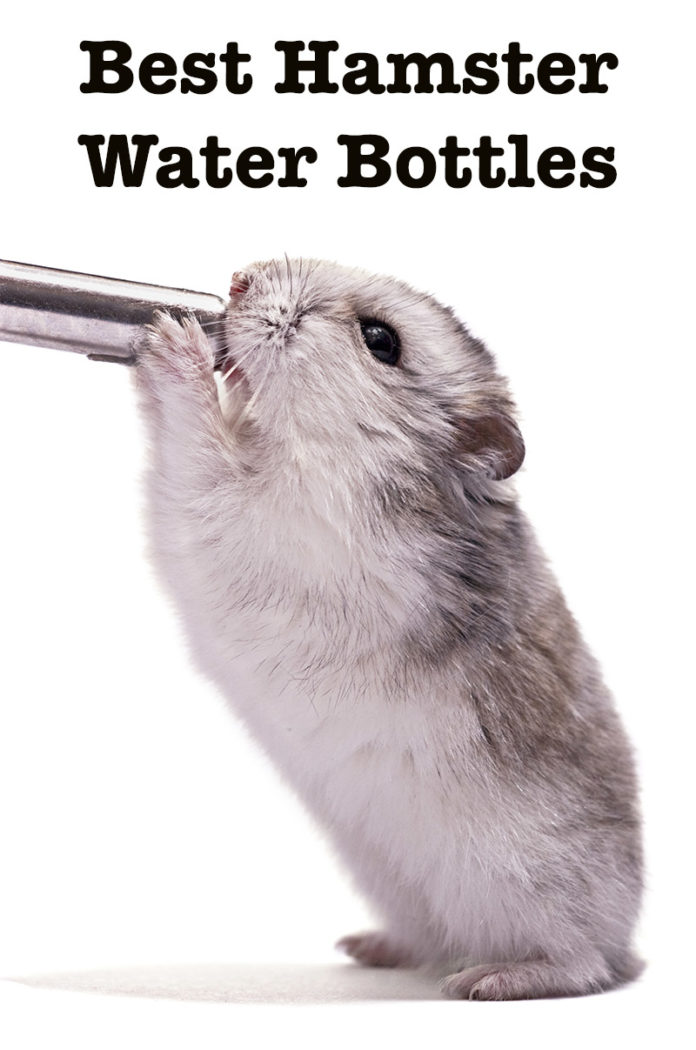 Best Hamster Water Bottle for Dwarf and Syrian Hamsters