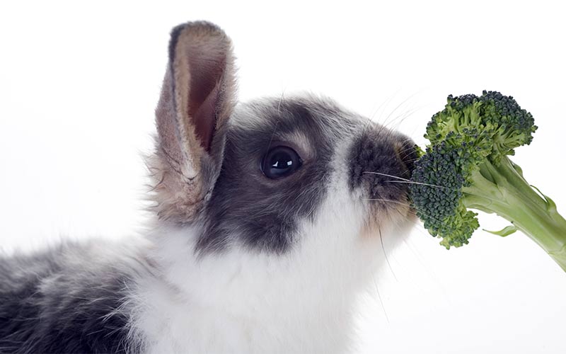 can rabbits eat brocolli