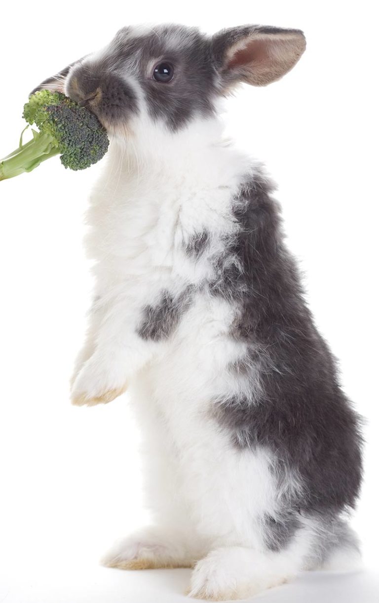 Can Rabbits Eat Broccoli Safely and How Much Is Good For Them?