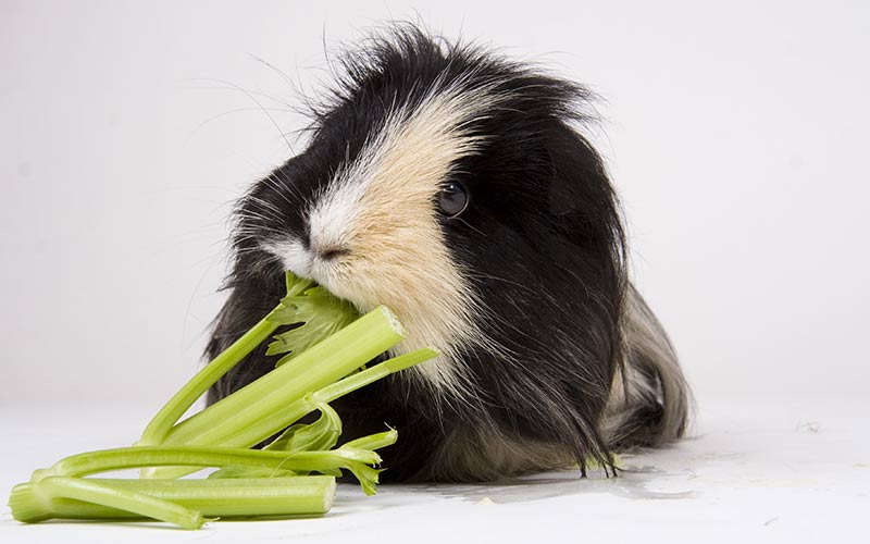 can guinea pigs eat celery