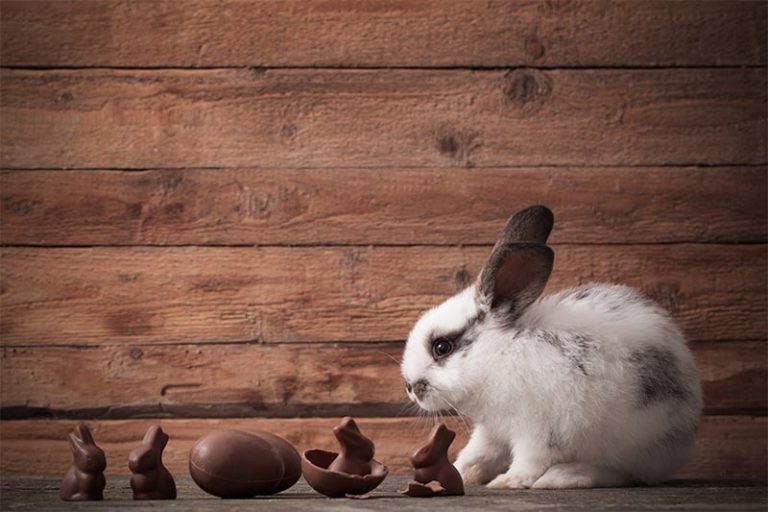 Can Bunnies Eat Chocolate And What To Do If They Do
