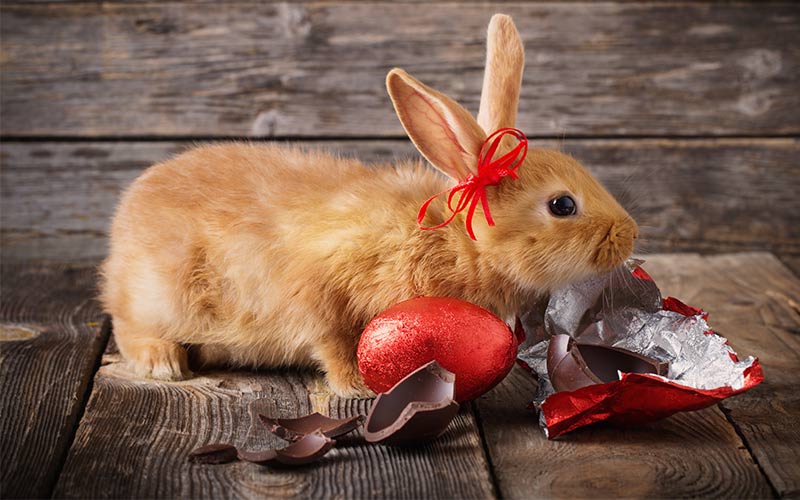 rabbit ate chocolate