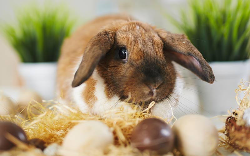 can bunnies eat chocolate?