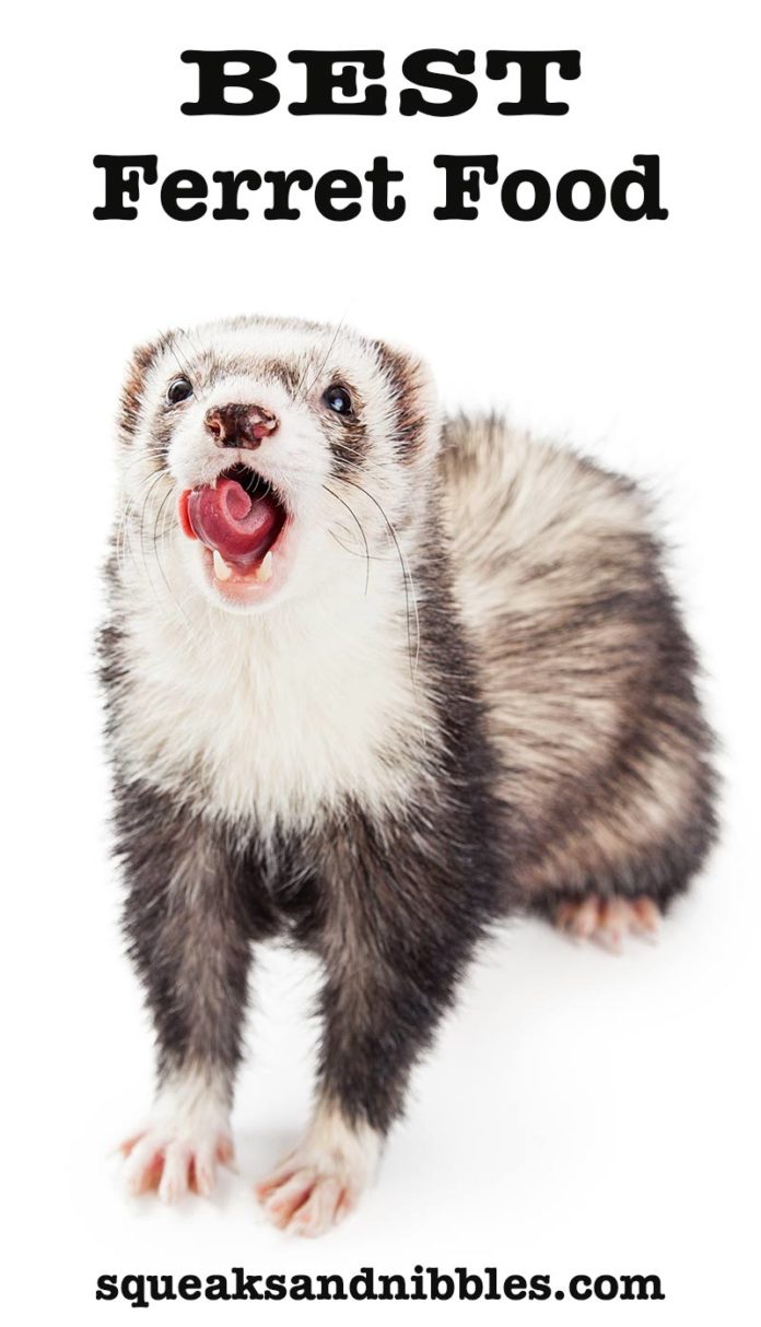 Best Ferret Food Natural, Healthy Meals For Ferrets
