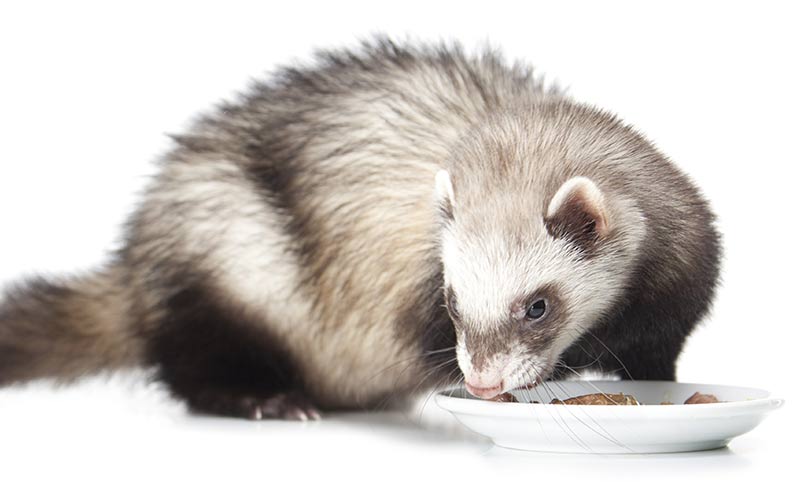 Best Ferret Food Natural, Healthy Meals For Ferrets