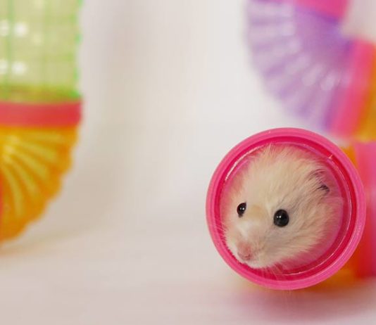 Best Hamster Accessories