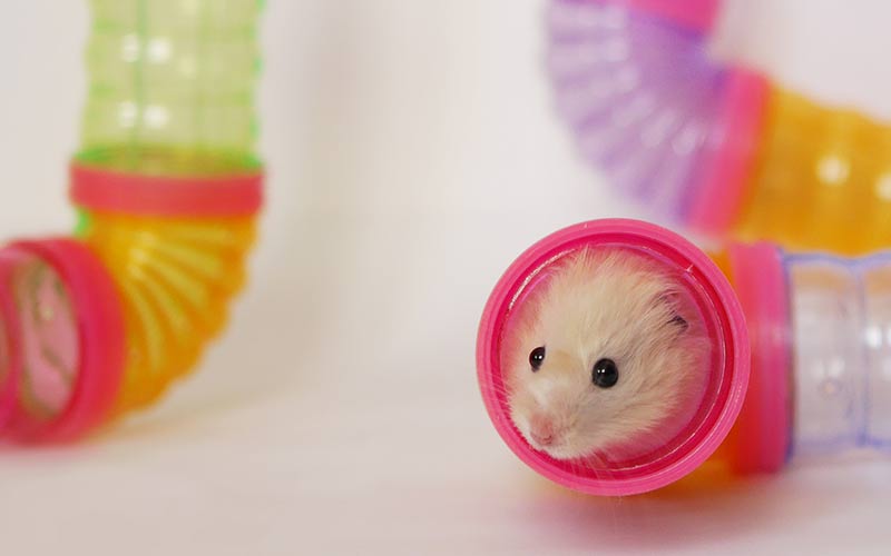 hamster tube accessories