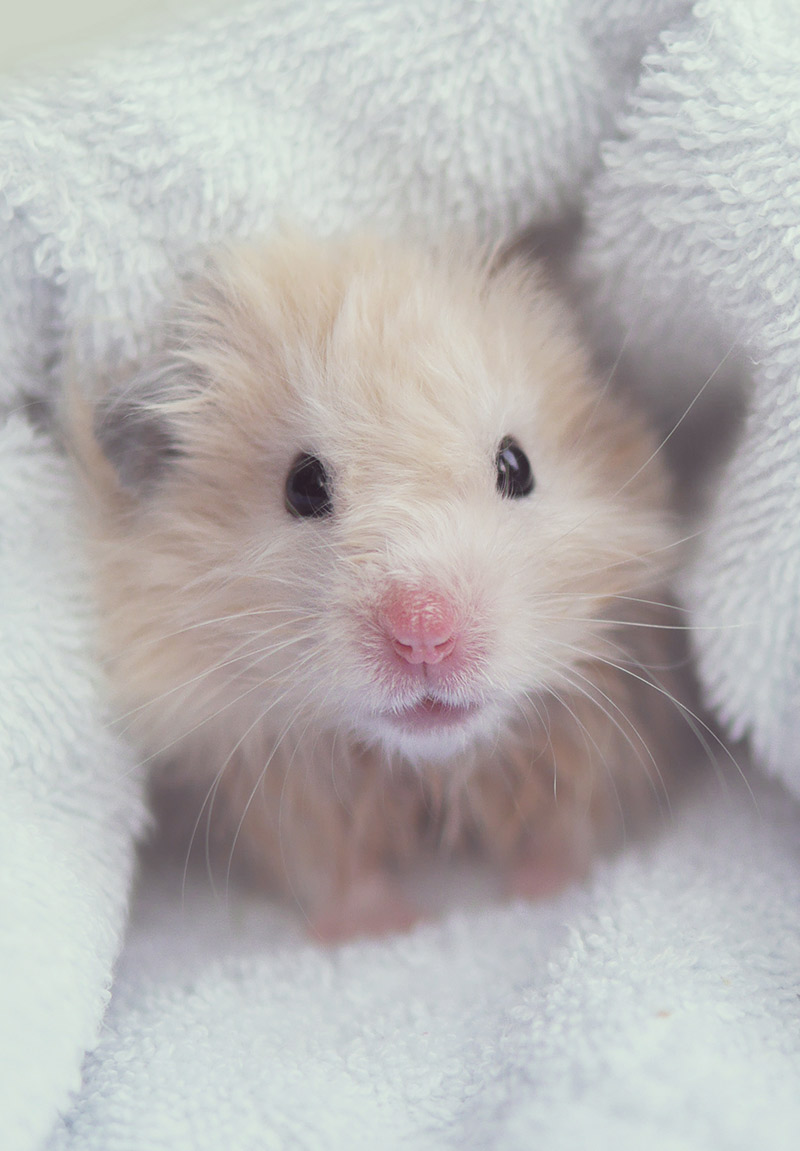 How To Bathe A Hamster Squeaks and Nibbles