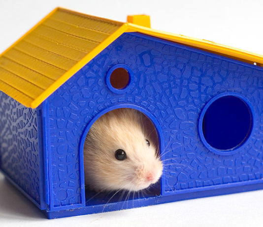 Best Hamster Houses