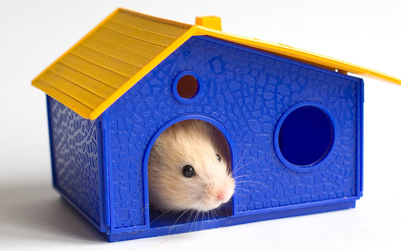 dwarf hamster house