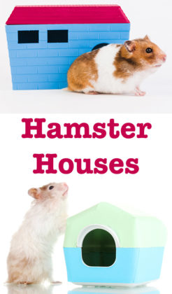 Best Hamster Houses, Hideaways And Caves - Squeaks And Nibbles