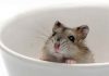 hamster sand bath guide