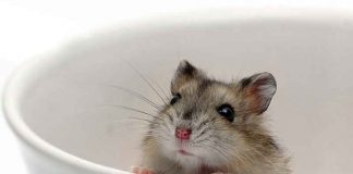 hamster sand bath guide