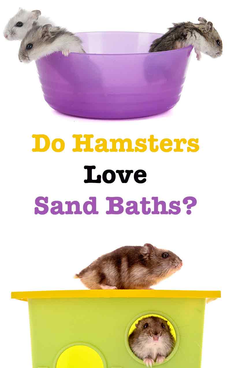 how to give a hamster a sand bath