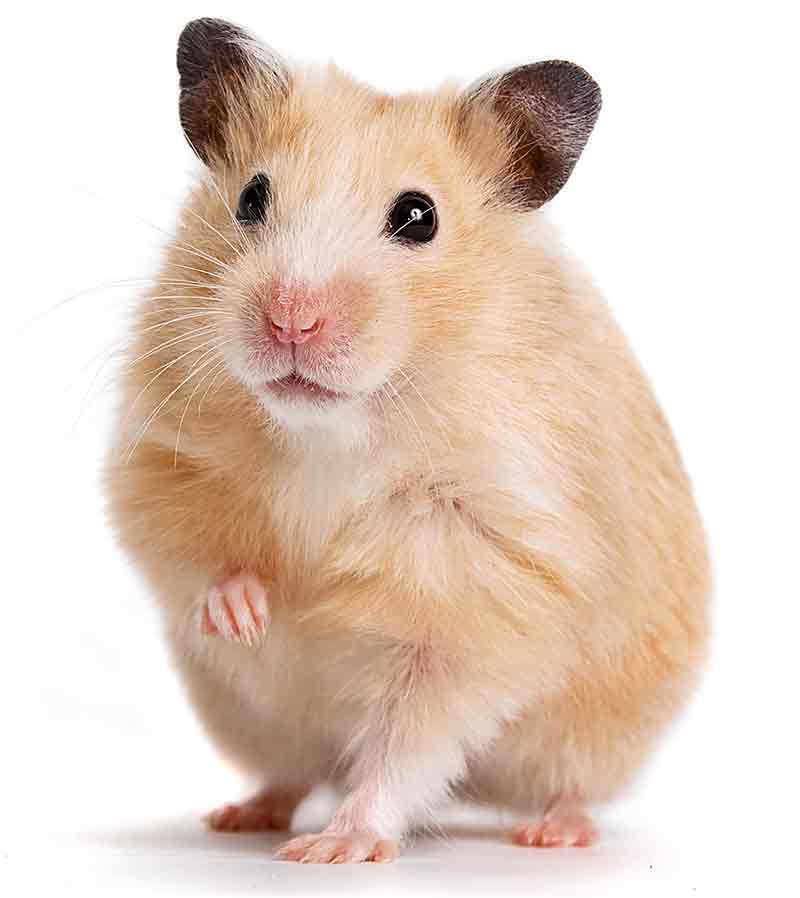 Syrian hamster facts for kids