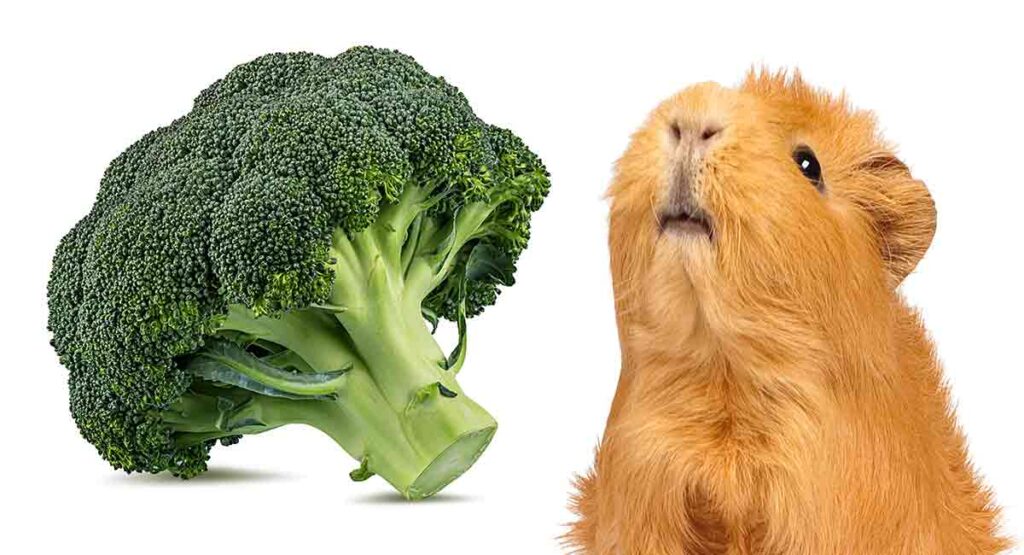 Can Guinea Pigs Eat Broccoli? The Pros And Cons Of This Leafy Green