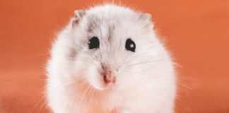 white female hamster