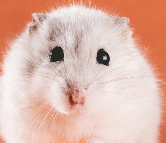 white female hamster