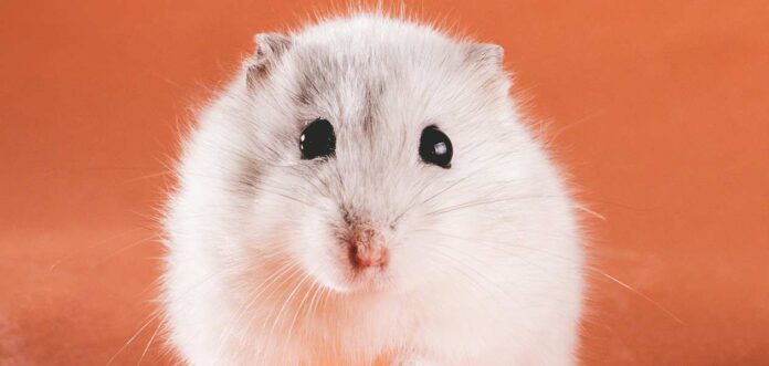 girl-hamster-names-over-100-cute-names-for-your-female-hamster