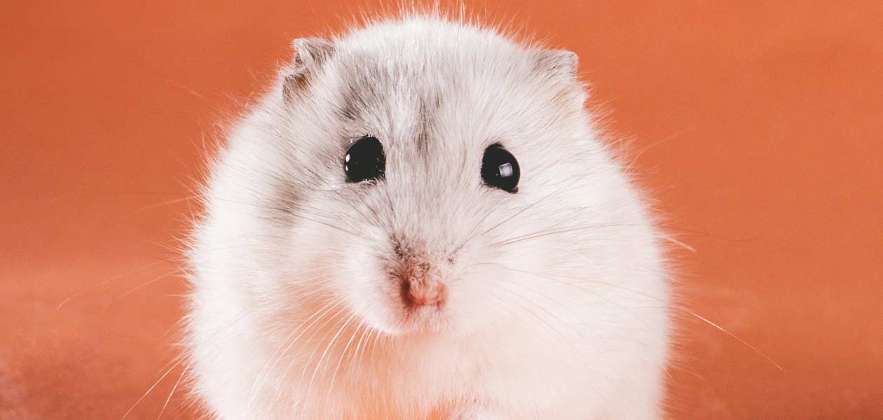 Girl Hamster Names - Over 100 Cute Names For Your Female Hamster