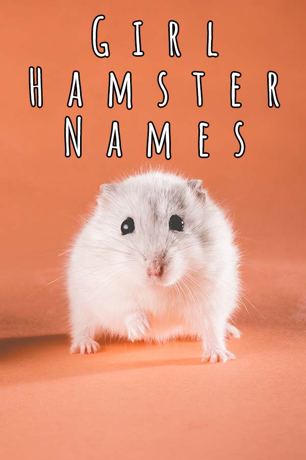 Cute twin hamster names