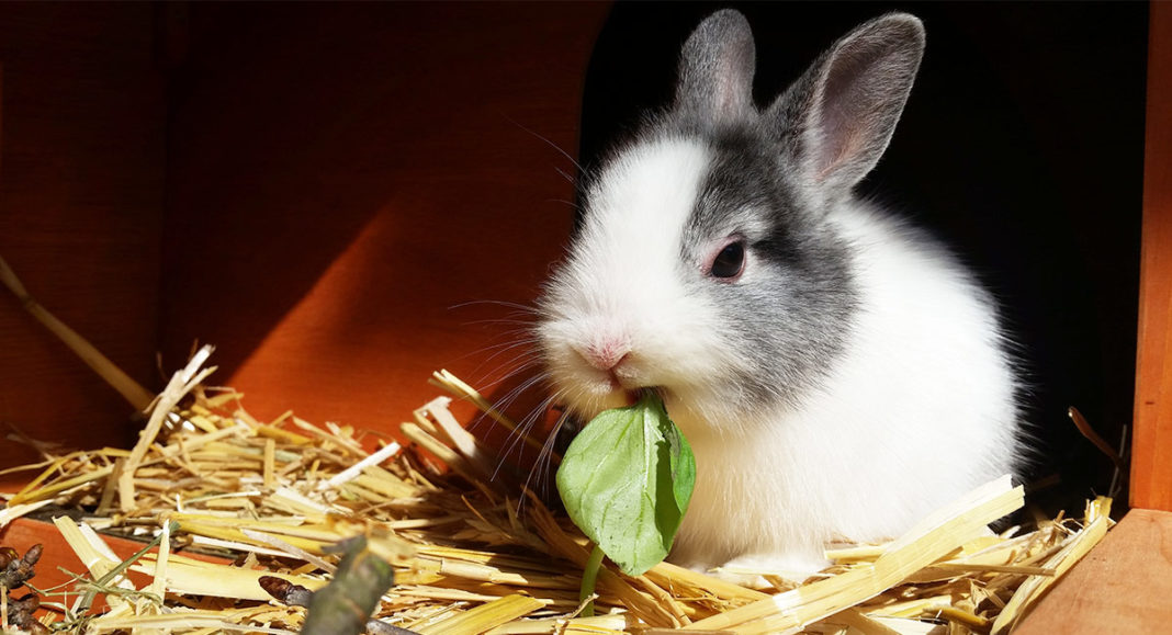 Best Bedding For Rabbits Helping You To Make The Right Choice
