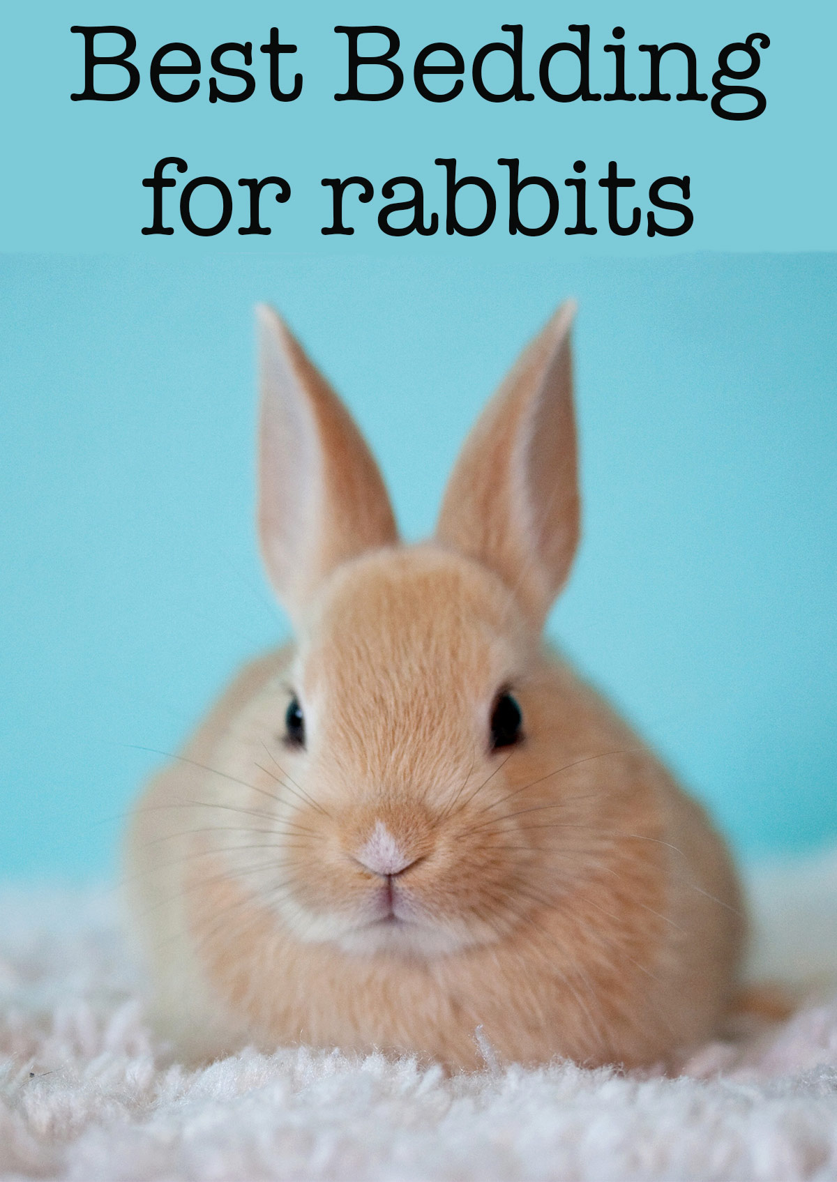 Best Bedding For Rabbits Helping You To Make The Right Choice