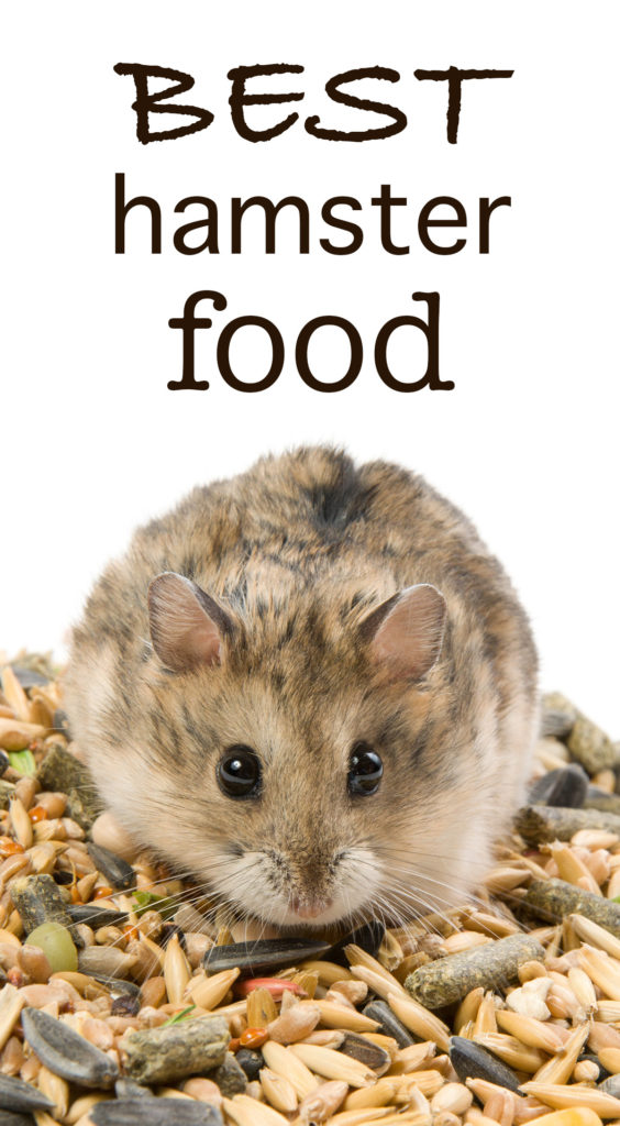 Best Hamster Food For Syrian Or Dwarf Hamsters, Diabetic & Healthy