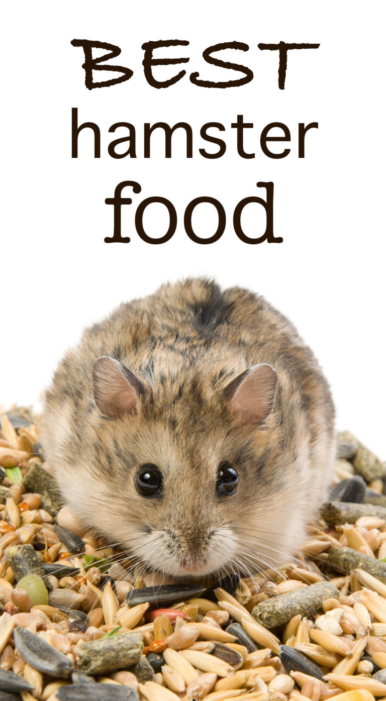 Best Hamster Food For Syrian Or Dwarf Hamsters, Diabetic & Healthy