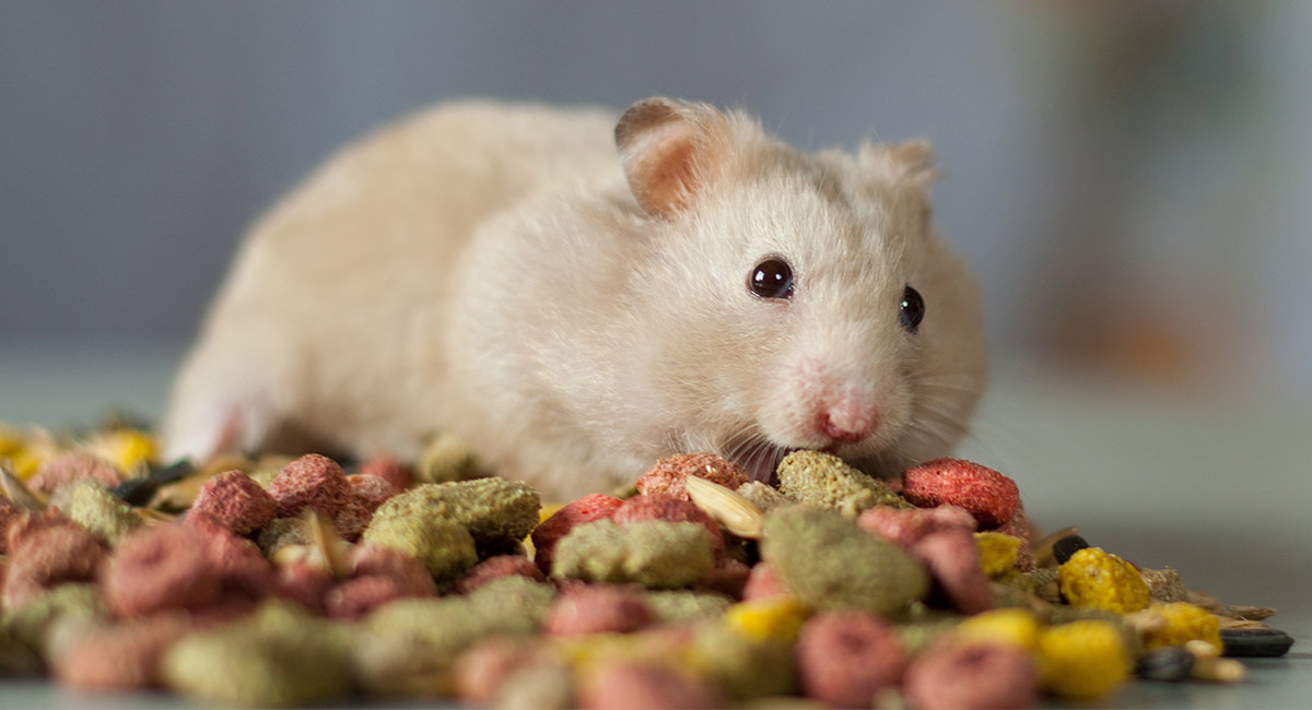 Best Hamster Food For Syrian Or Dwarf Hamsters, Diabetic & Healthy