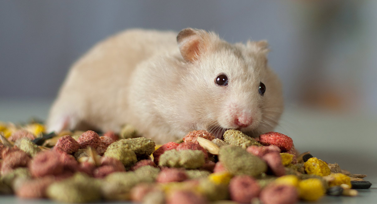 syrian hamster diet