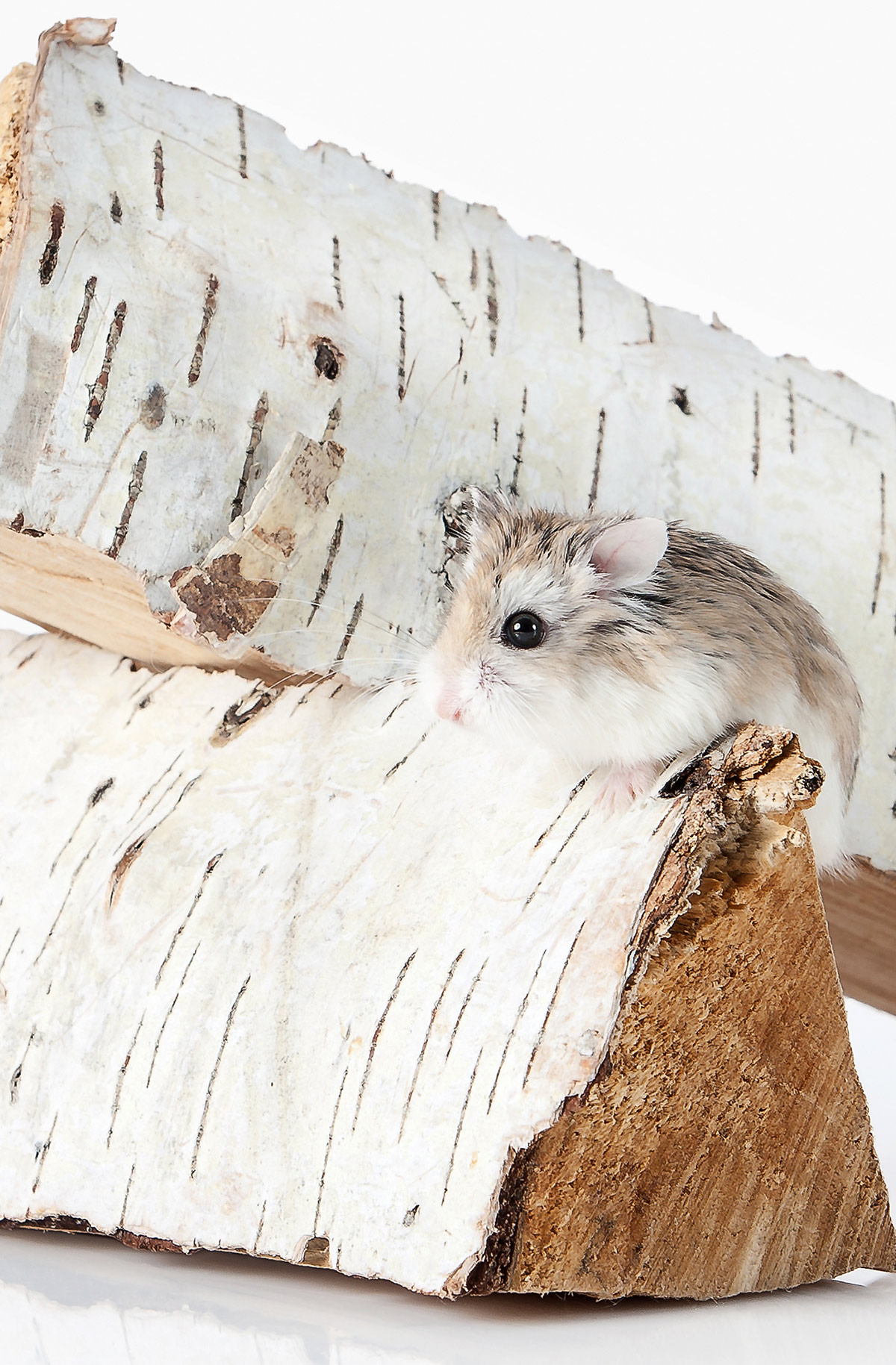 bedste roborovski hamster bure