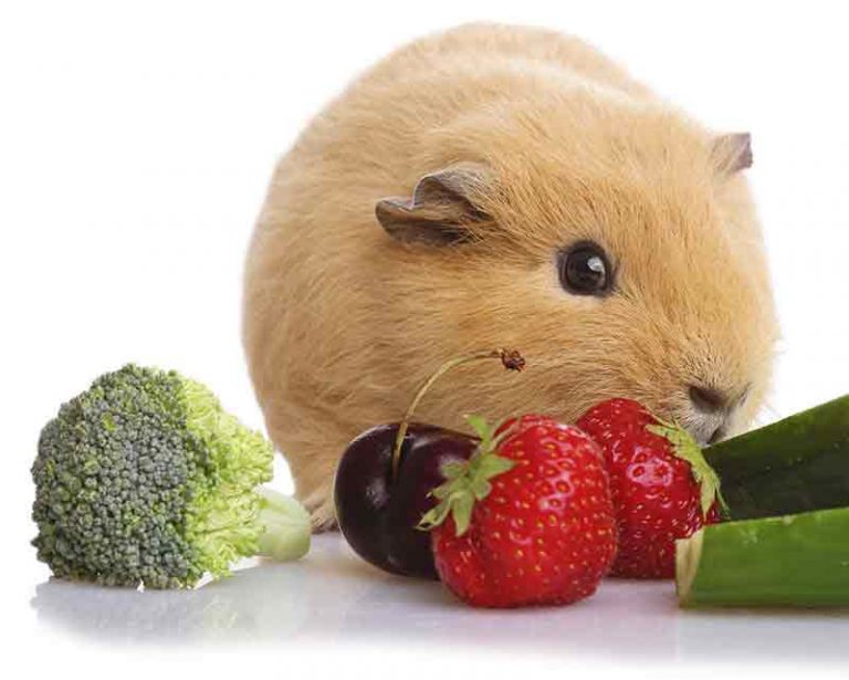 Can guinea pigs eat broccoli and cauliflower Clearance