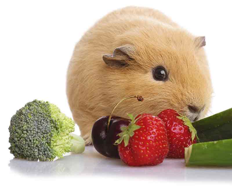 can guinea pigs eat broccoli