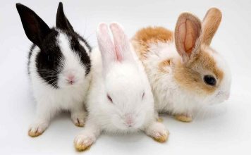 can rabbits eat bananas